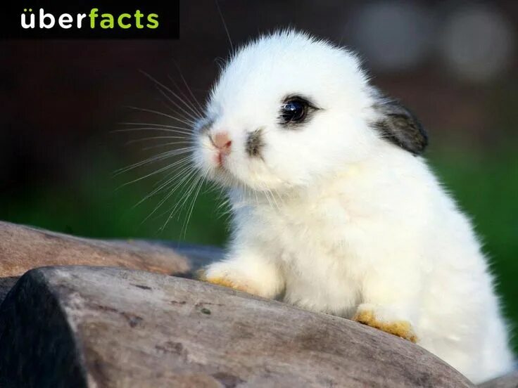 Пушистые животные картинки UberFacts on Twitter Cute animals, Baby animals, Cute baby bunnies