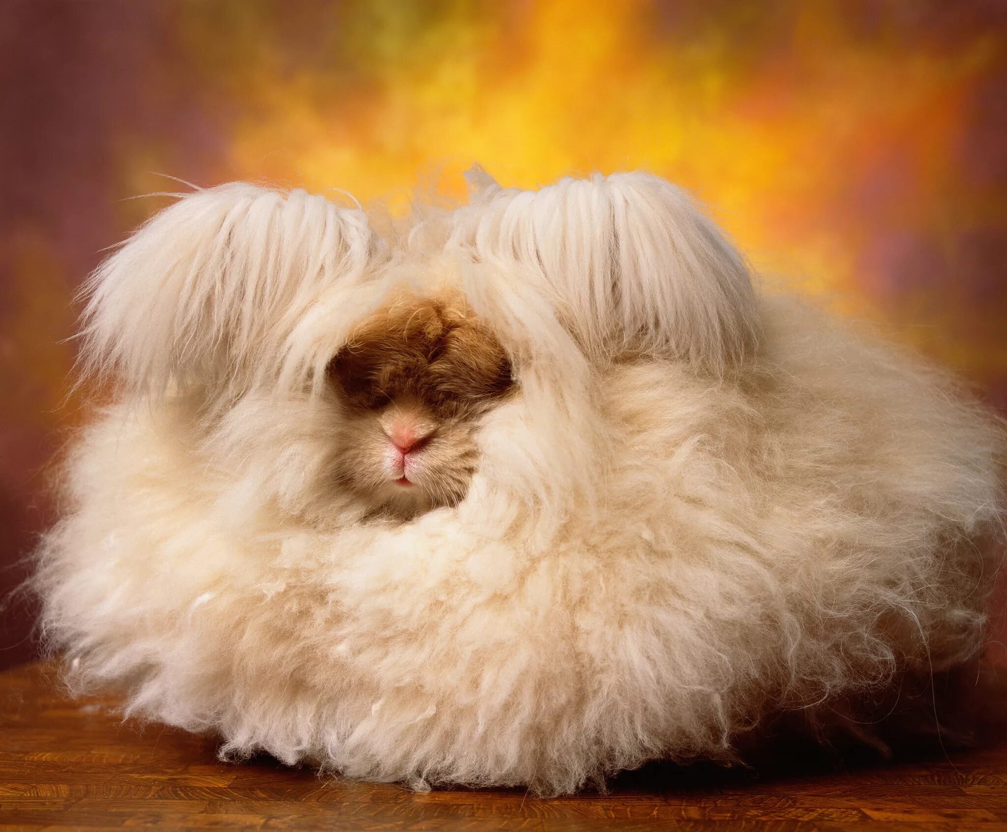 Пушистые животные картинки The Cuddly, Fluffy, Surreal World of Angora Show Bunnies - The New York Times