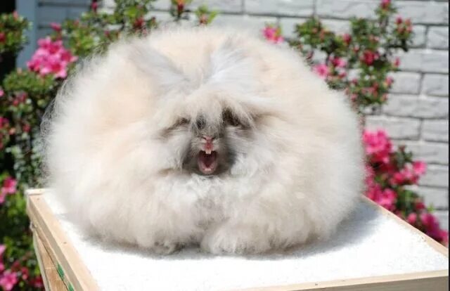 Пушистые животные картинки A screaming angora bunny Rabbit breeds, Fluffy rabbit, Angora bunny