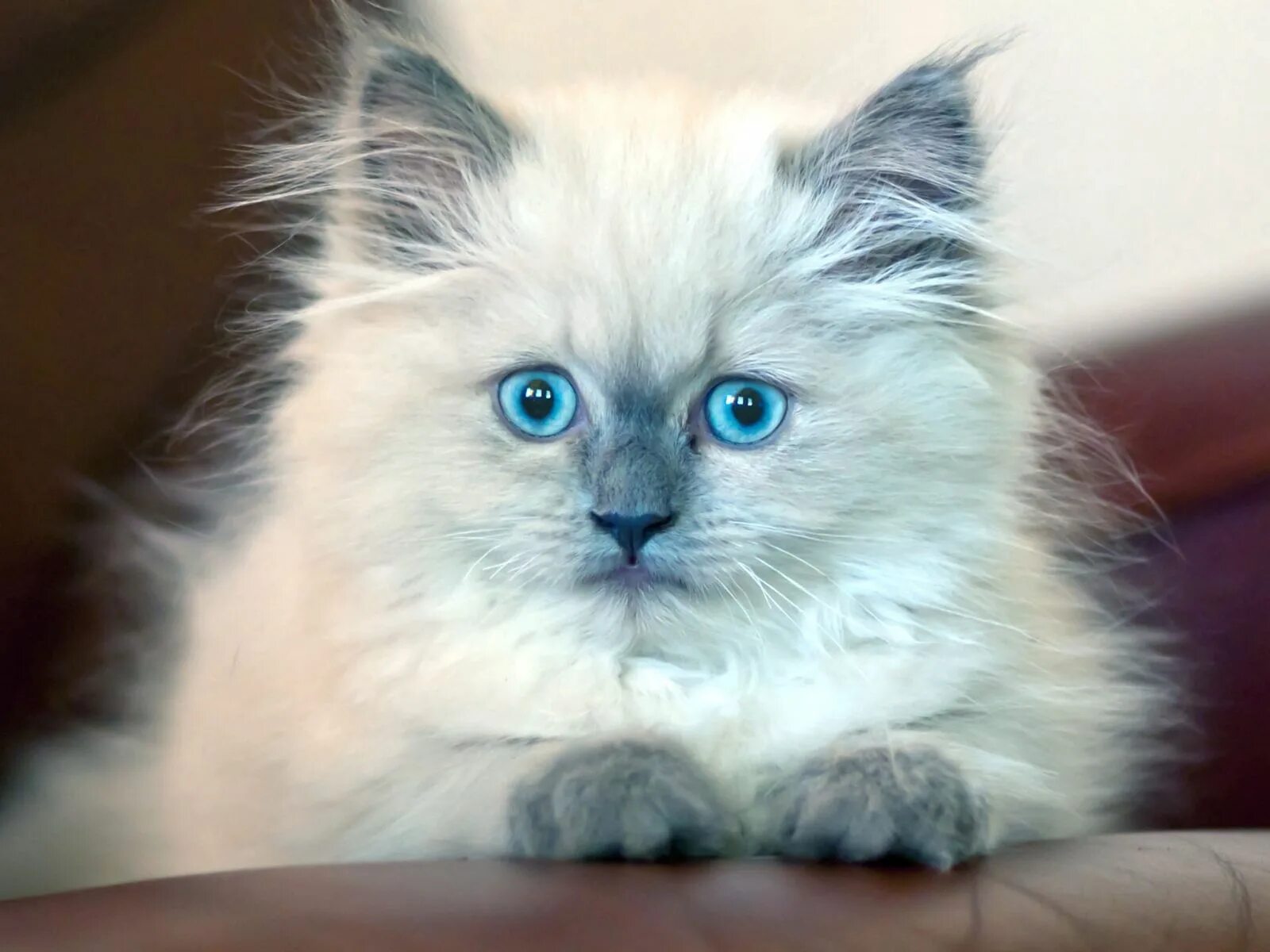 Пушистый котенок фото Download wallpaper 1600x1200 kitten, fluffy, blue-eyed standard 4:3 hd backgroun