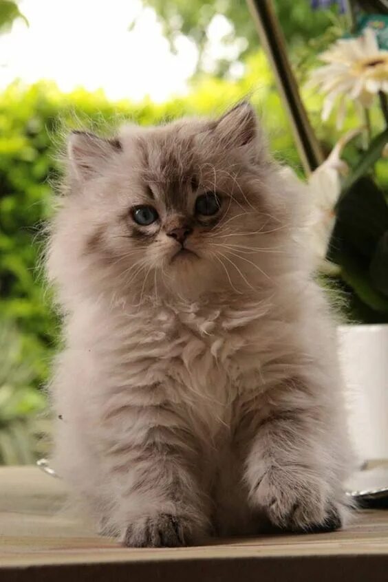 Пушистый котенок фото British Longhair kitten Beautiful cats, Pretty cats, Kittens cutest