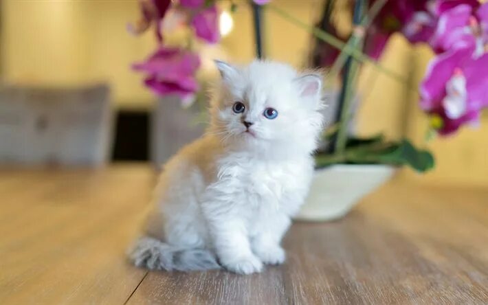 Пушистый котенок фото Download wallpapers Siberian kitten, white fluffy kitten, small cat, cute animal