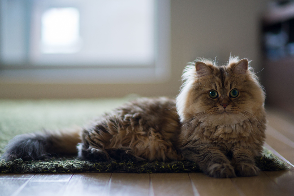 Пушистый котенок фото Persian cats are known for their flat faces and silky coats, but there's more to