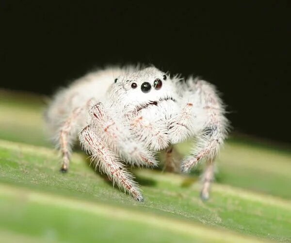 Пушистый паук фото Meet the Cute Spider That Looks Like a Stuffed Animal Featured Creature - Discov