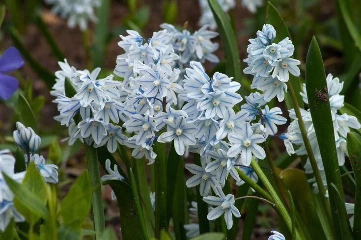 Пушкиния цветок фото и описание сорта посадка Striped Squill April 18, 2008 Garden planning, Flowers, White flowers