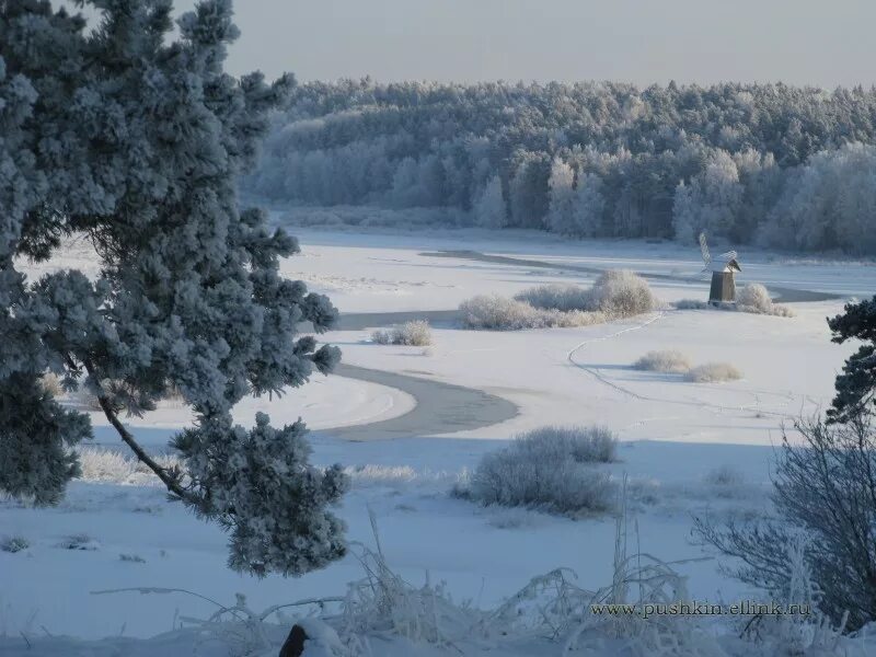 Пушкинские горы зимой фото Под голубыми небесами.". Фотовыставка зимних фотографий Пушкинского Заповедника.