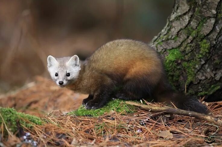 Пушной зверек тулы с фото Winter Weasel by Megan Lorenz on 500px Животные