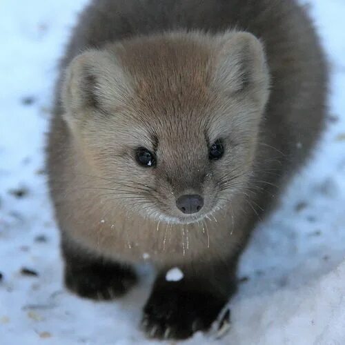 Пушной зверек тулы с фото This Insignificant Life Cute animals, Cute little animals, Cute ferrets