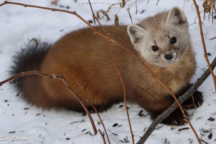 Пушной зверек тулы с фото Sue Sharpe to NatureGraphy Group This Pine Marten was making its' way up a slope