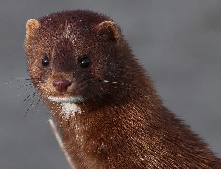 Пушной зверек тулы с фото Mink Photos Phil Lanoue Photography Mink animal, Mink, Animals