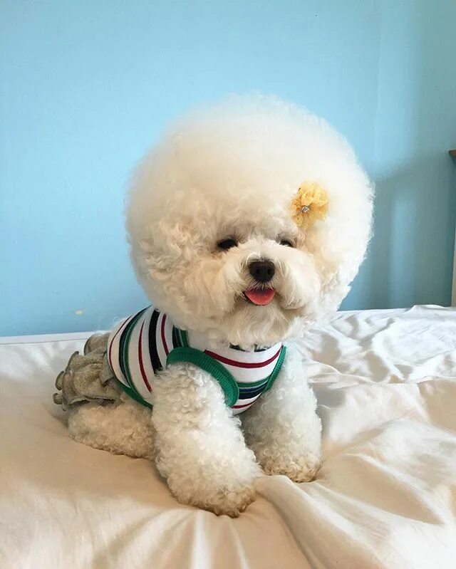 Пушон собака цена и фото щенки Instagram photo by 비숑프리제 토리 * Jun 29, 2016 at 11:47pm UTC Bichon dog, Cute dogs,