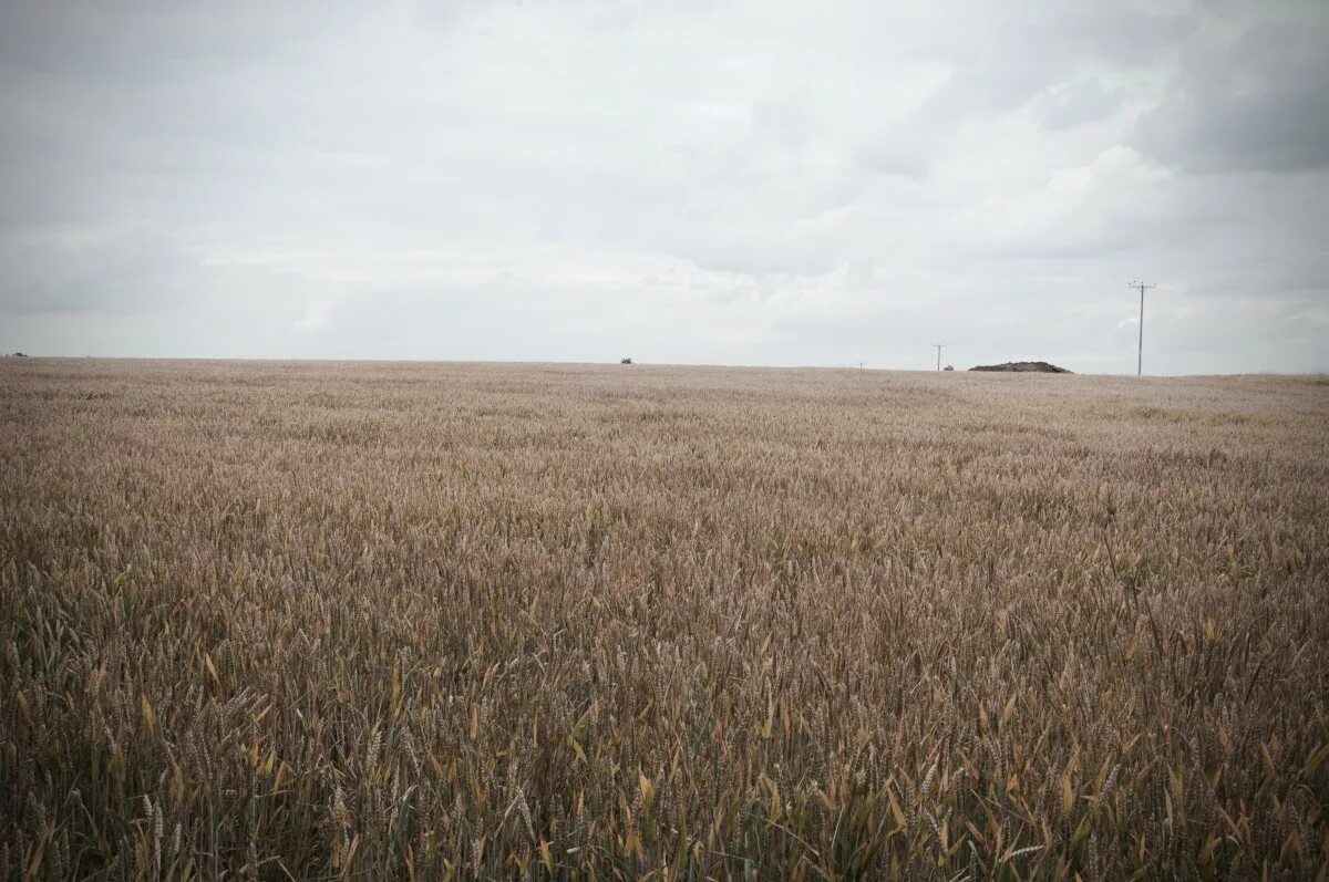 Пустое поле фото Free Images : landscape, horizon, marsh, cloud, sky, field, meadow, wheat, prair