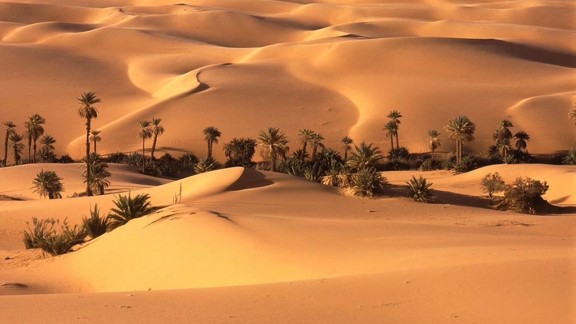 Пустыни мира фото Palm Desert Sand Wallpaper HD - Live Wallpaper HD Beautiful nature, Desert lands