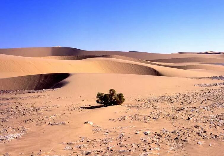 Пустыни мира фото Sand dune Deserts of the world, Desert landscaping, Landscape