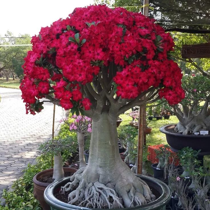 Пустынная роза фото уход в домашних Adenium Rosa do deserto, Plantas suculentas, Cultivo de flores