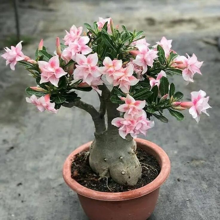 Пустынная роза фото уход в домашних Pin on Flores Desert rose plant, Bonsai flower, Orchid care