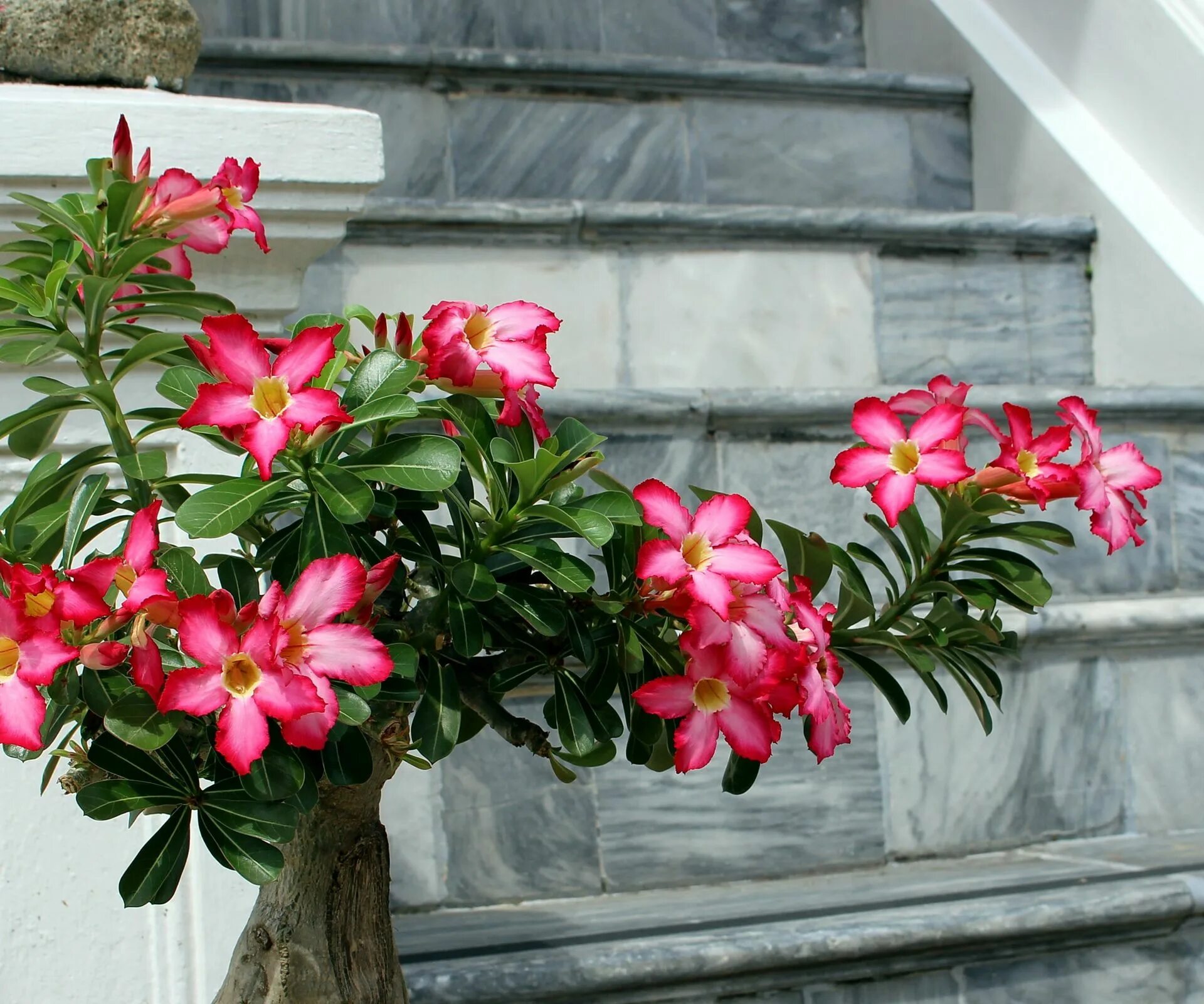 Пустынная роза фото уход в домашних How to grow a desert rose: for a tropical and vibrant shrub