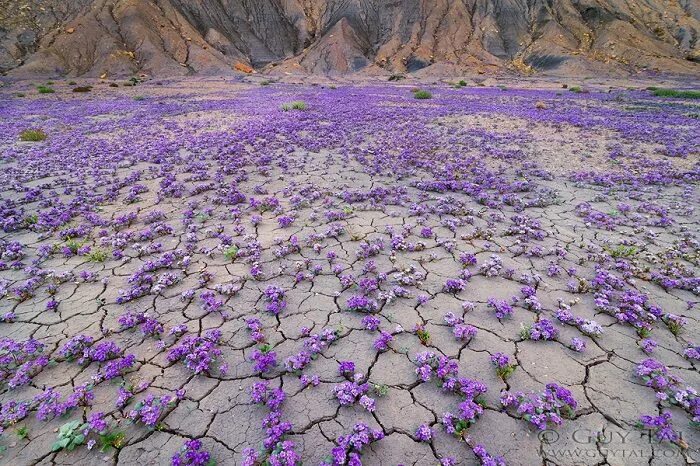 Пустыня цветет фото Colourful Flowers in Utah Deserts Captured by Guy Tal - iCreatived Colorful flow