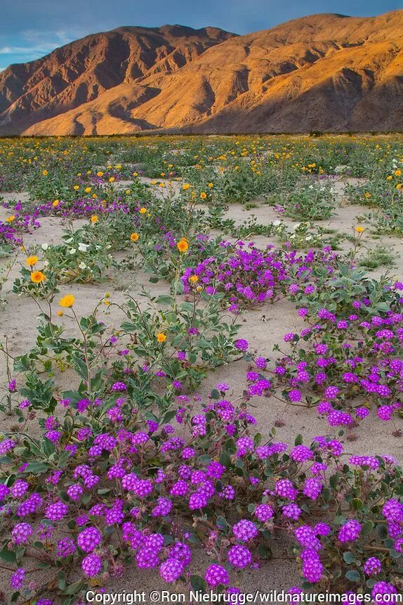 Пустыня цветет фото Fields of wildflowers bloom in Anza-Borrego Desert State Park State parks photog