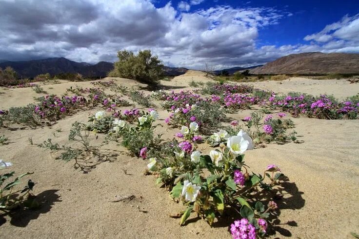 Пустыня цветет фото Цветущая пустыня Natural landmarks, Travel, Nature