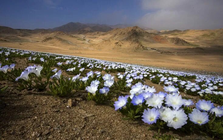 Пустыня цветет фото El milagro del Desierto Florido Emol Fotos Desierto de atacama, Paisajes, Flores