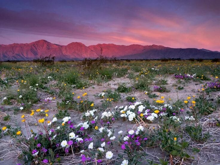 Пустыня цветет фото Spring Wildflowers and Sunrise Alpenglow on Santa Rosa Mountains, Anza Borrego D