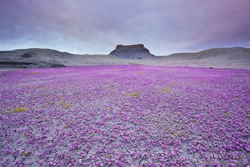 Пустыня цветет фото When Conditions Are Right, These Utah Deserts Explode With Colourful Flowers (Bo