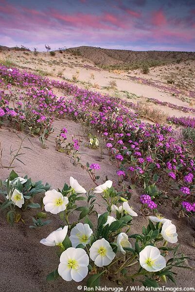 Пустыня в цвету фото Anza-Borrego Wildflower Photo Hermosa naturaleza, Flores de desierto, Hermosos p