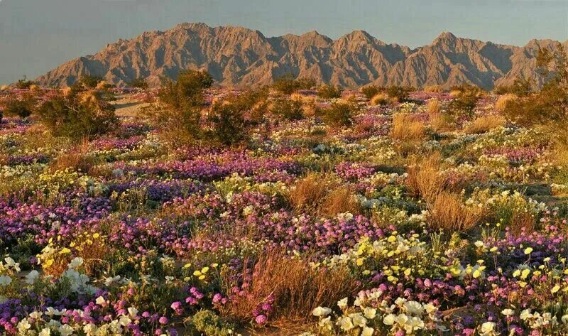 Пустыня в цвету фото WILDFLOWERS from the state of Nevada! Desert flowers, Mojave desert, Landscape p