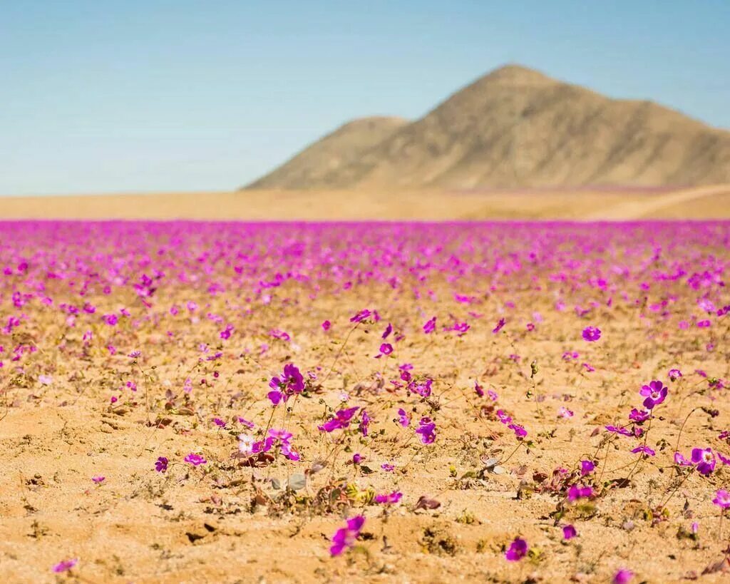 Пустыня в цвету фото When dust turns into flowers... The floral desert in the Atacama desert in Chile