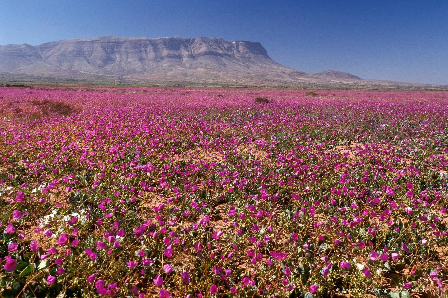 Пустыня в цвету фото Atacama desert in Bloom Desierto de atacama, Flores hermosas del mundo, Desierto