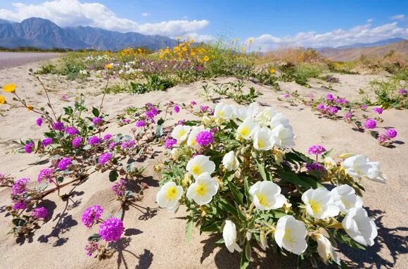 Пустыня в цвету фото World's Best Places to See Beautiful Flowers California wildflowers, California 