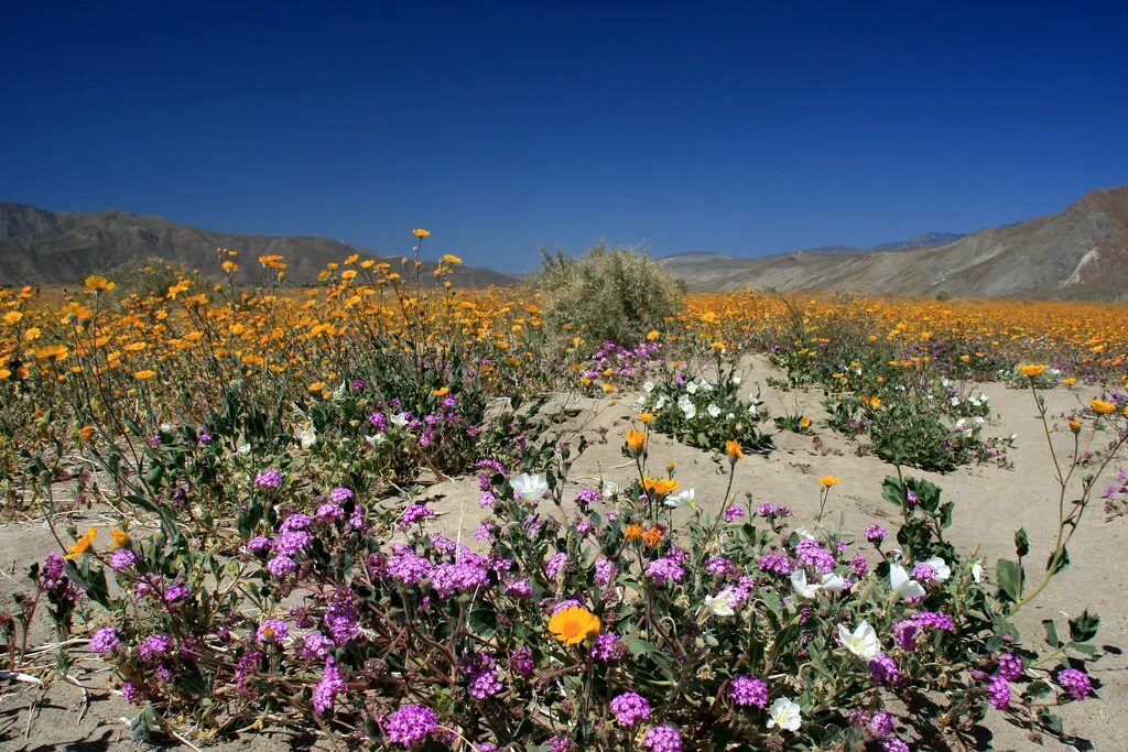 Пустыня в цвету фото Wildflowers in Anza-Borrego Desert State Park The desert r. Flickr