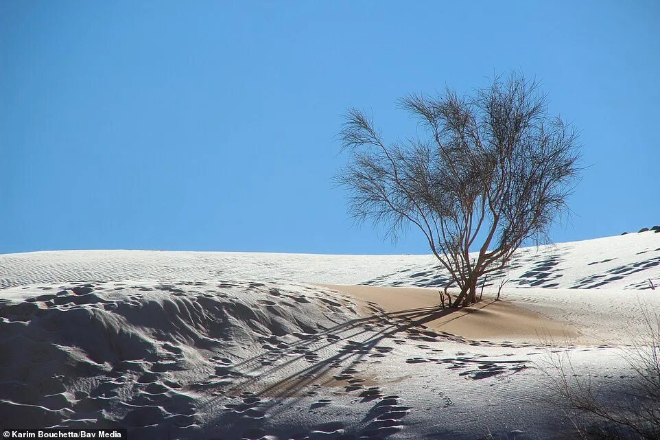 Пустыня зимой фото SNOW falls in the SAHARA as ice blankets the dunes in rare desert phenomenon