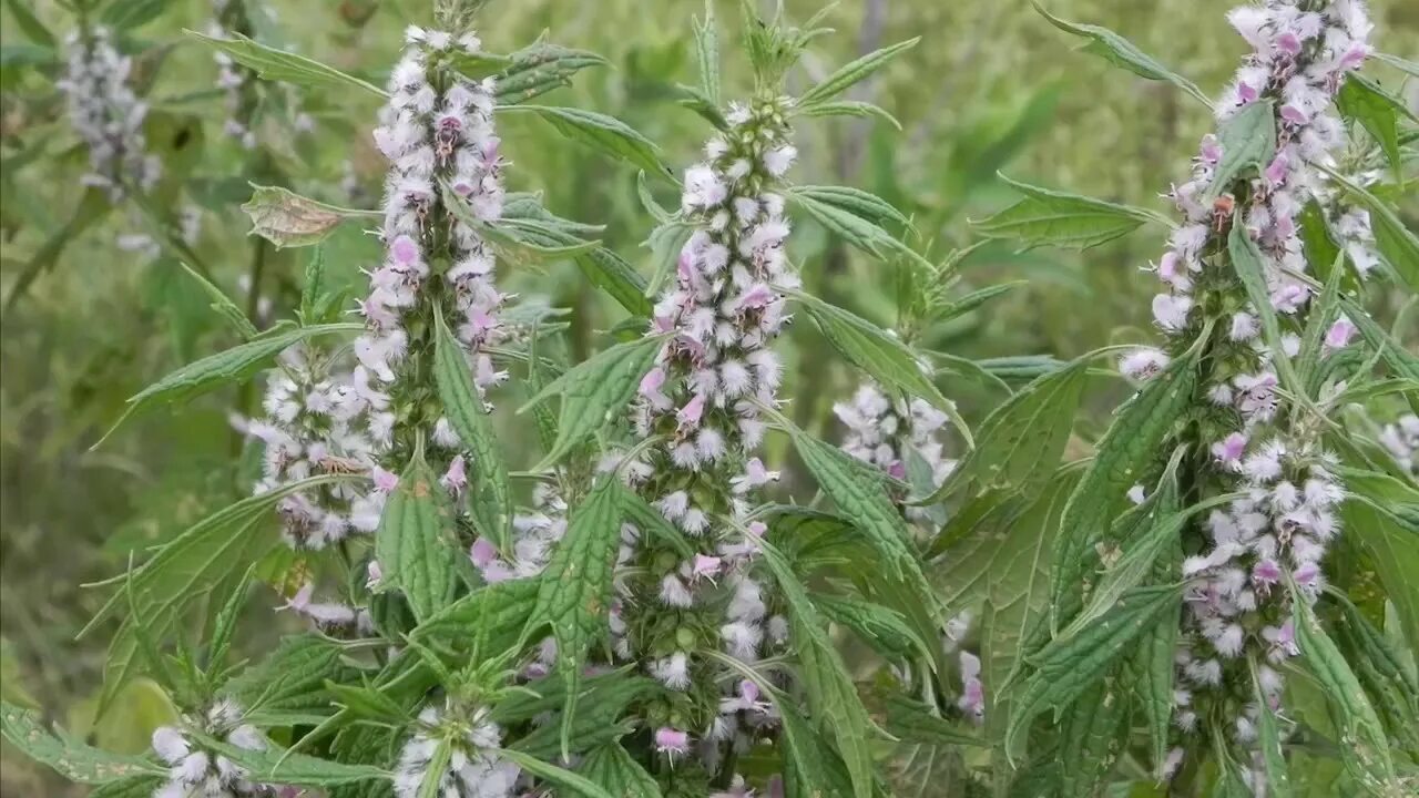 Пустырник фото травы как выглядит Amazing Herbs - Motherwort - YouTube