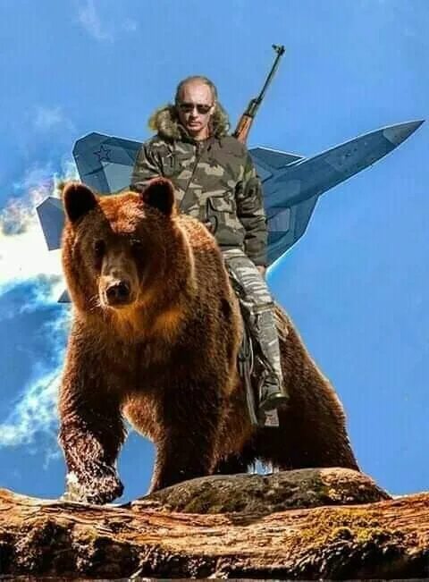 Путин на медведе фото Pin on V.V.P Funny pictures, Brown bear, Funny