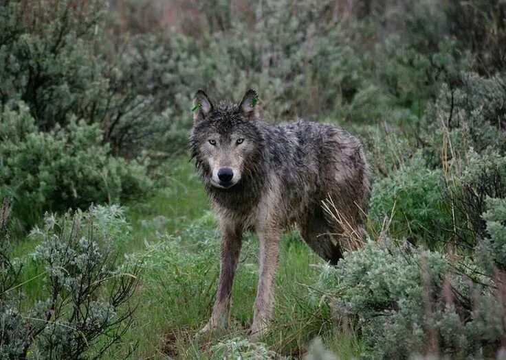 Путин волк фото Wolves Wildlife, Wolf, Grey wolf