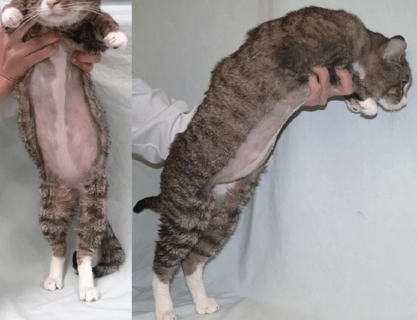 Пузо кота фото Cat with wet (effusive) form of FIP presenting moderate abdominal... Download Sc