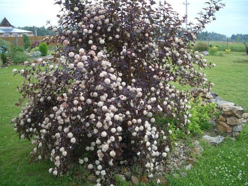 Пузырь плотник кустарник фото Пузыреплодник калинолистный `Диаболо`, PHYSOCARPUS opulifolius 'Diabolo'®