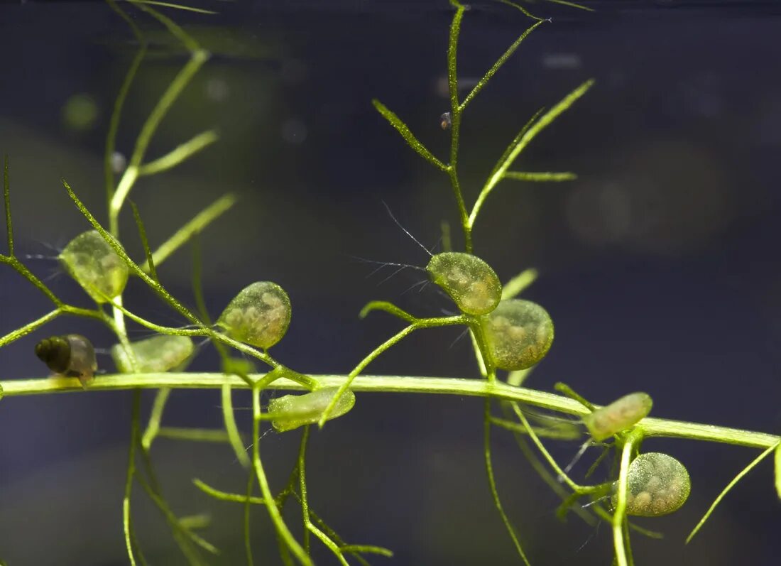 Пузырчатка фото симптомы Utricularia vulgaris - Image of an specimen - Plantarium