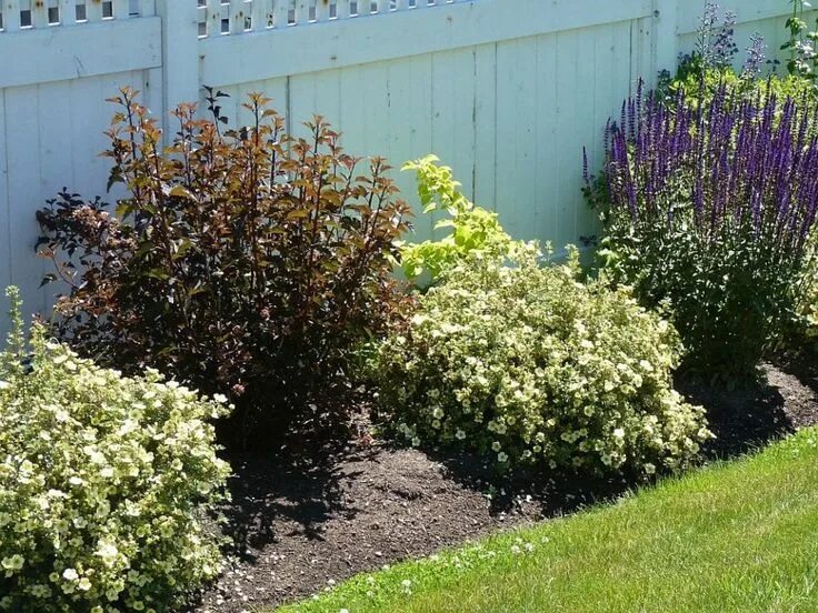 Пузыреплодник фото кустарника в ландшафтном дизайне High-Impact Native American Shrubs - Ecological Landscape Alliance Native plants