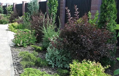 Пузыреплодник фото кустарника в ландшафтном дизайне Пузыреплодник Пузыреплодник калинолистный Рэд Барон (Physocarpus opulifolius Red