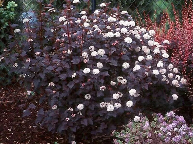 Пузыреплодник фото посадка уход Характеристики Пузыреплодник калинолистный Ред Барон, подробное описание товара.