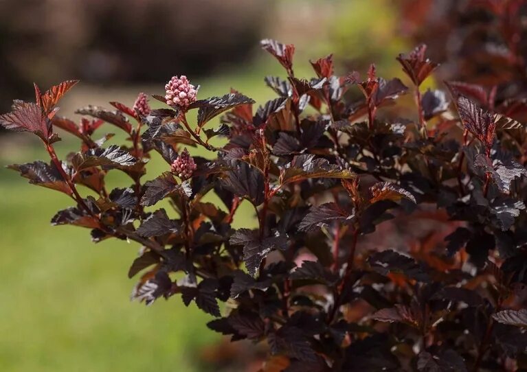 Пузыреплодник фото посадка уход Саженцы пузыреплодника калинолистного Файрсайд купить в Москве, растения по цене