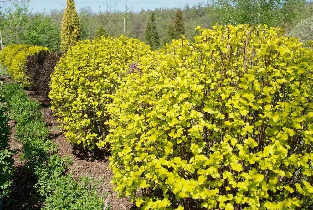 Пузыреплодник голд фото и описание кустарника Пузыреплодник калин. "Luteus" Шар купить по цене 32300 рублей от питомника сажен