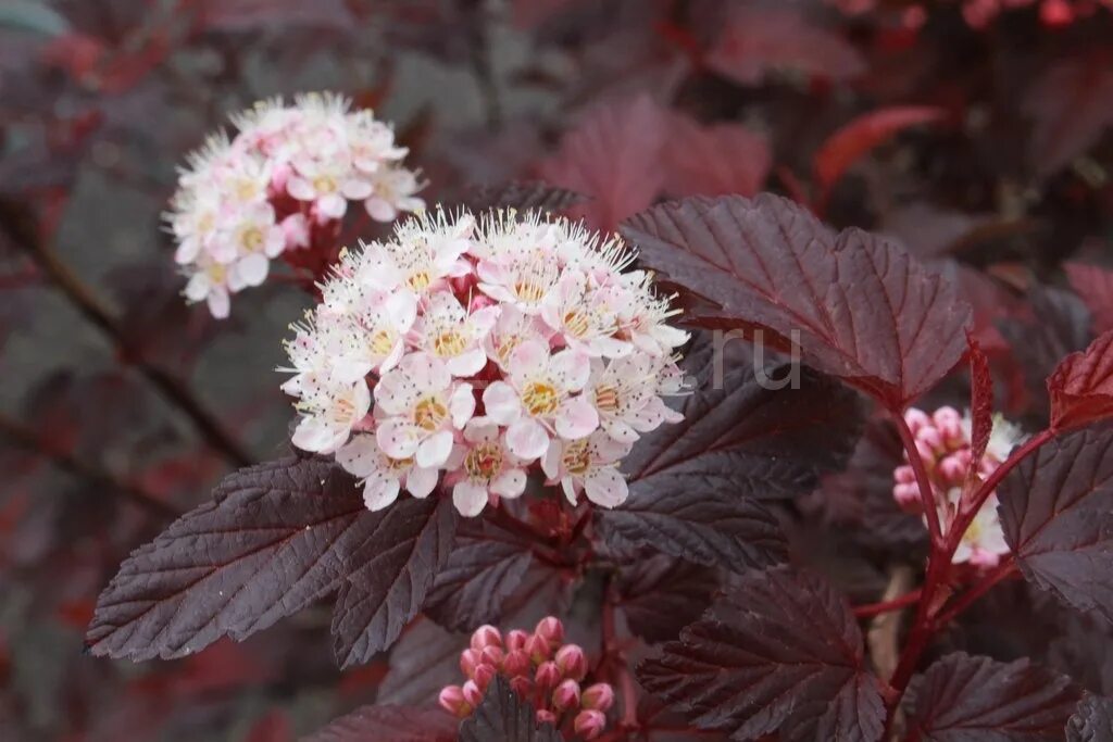 Пузыреплодник красный фото Пузыреплодник калинолистный Physocarpus opulifolius "Diable d'Or" : С10, h=80-11