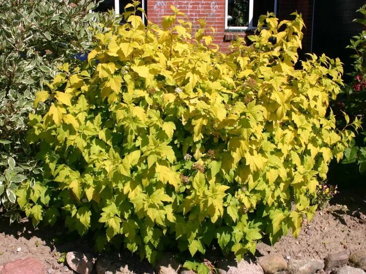 Пузыреплодник лютеус фото и описание кустарника ninebark darts gold Shade plants, Landscape nursery, Plants