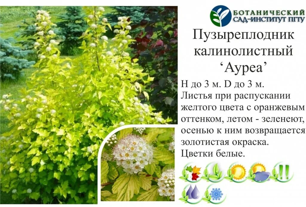 Пузыреплодник лютеус фото и описание кустарника Древесно-кустарниковые растения