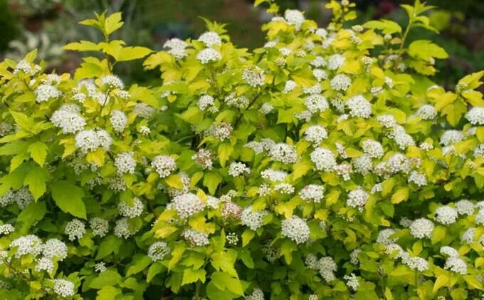 Пузыреплодник лютеус фото и описание кустарника Physocarpus opulifolius Darts Gold Пузыреплодник. Луковицы, рассада и саженцы