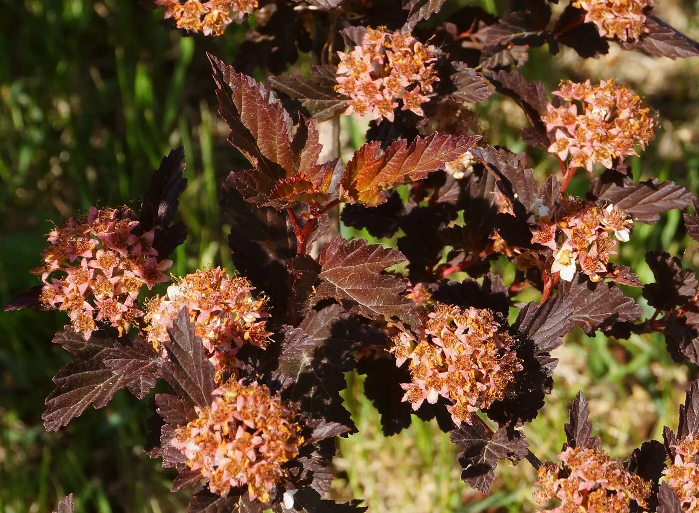 Пузыреплодник осенью фото Physocarpus opulifolius - Image of an specimen - Plantarium